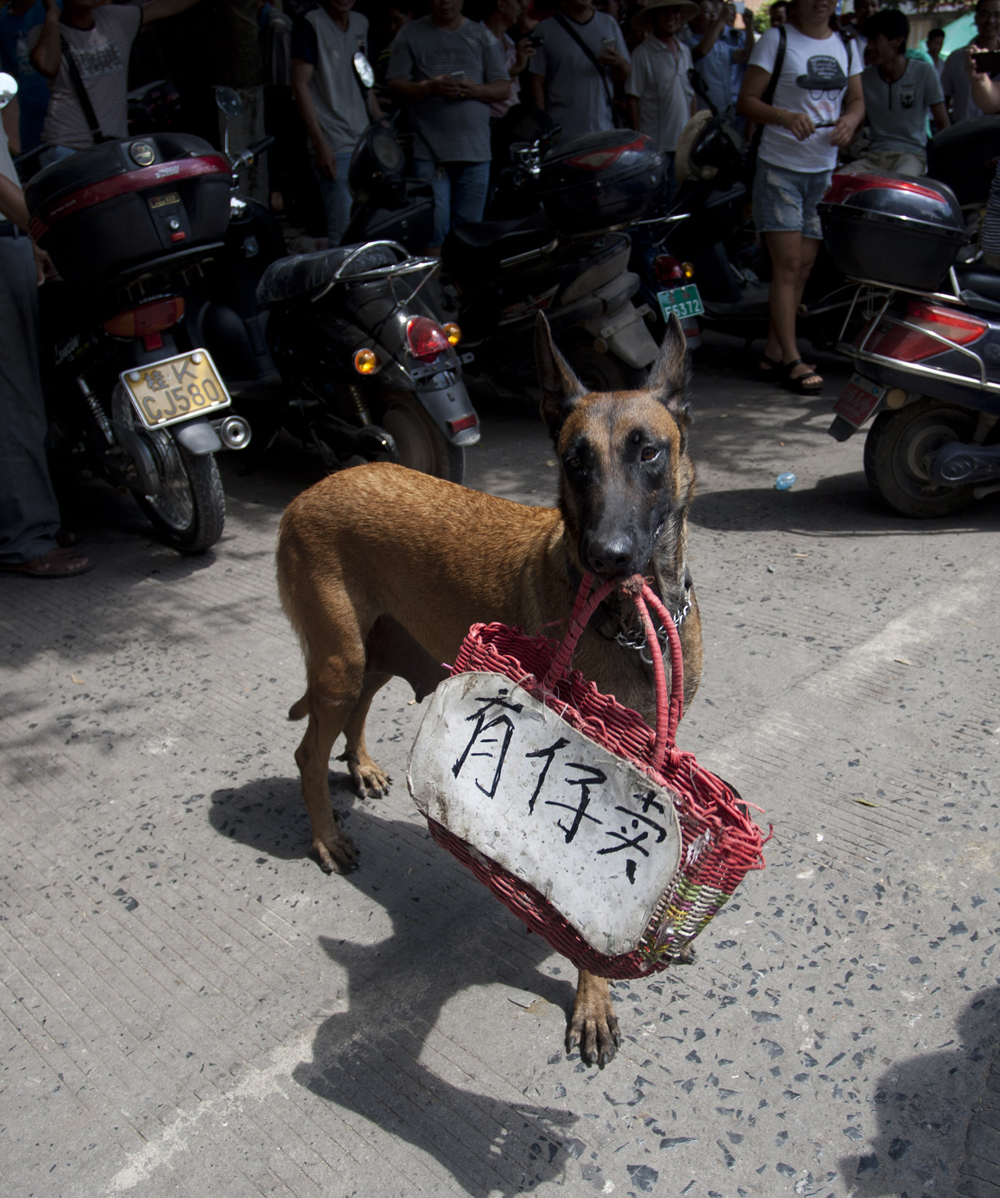 Rogoh Kocek demi Selamatkan Anjing dari Festival Yulin