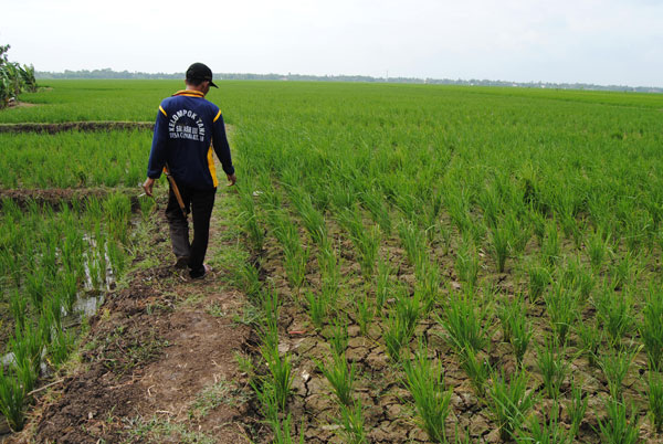 Biaya Operasional Sawah Bengkak