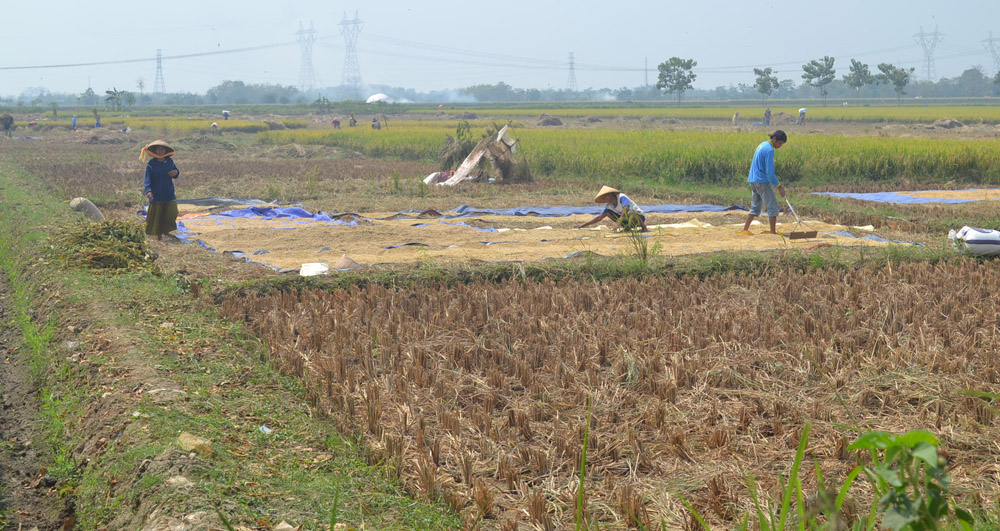 Petani Terpaksa Panen Dini