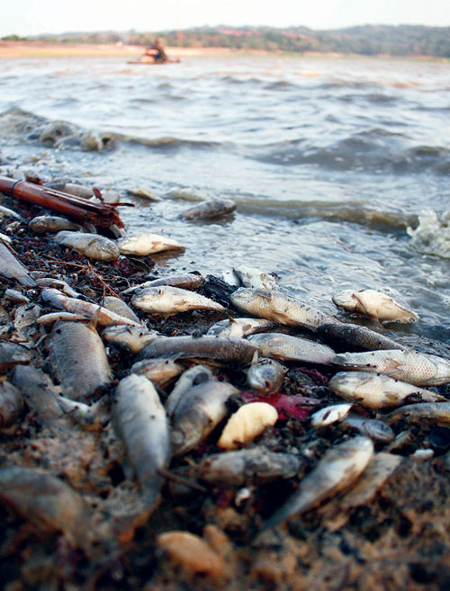 Makin Susut, Keruh, Ikan Mati