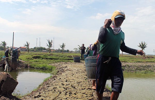 Kemarau, Petambak Lele Hentikan Produksi