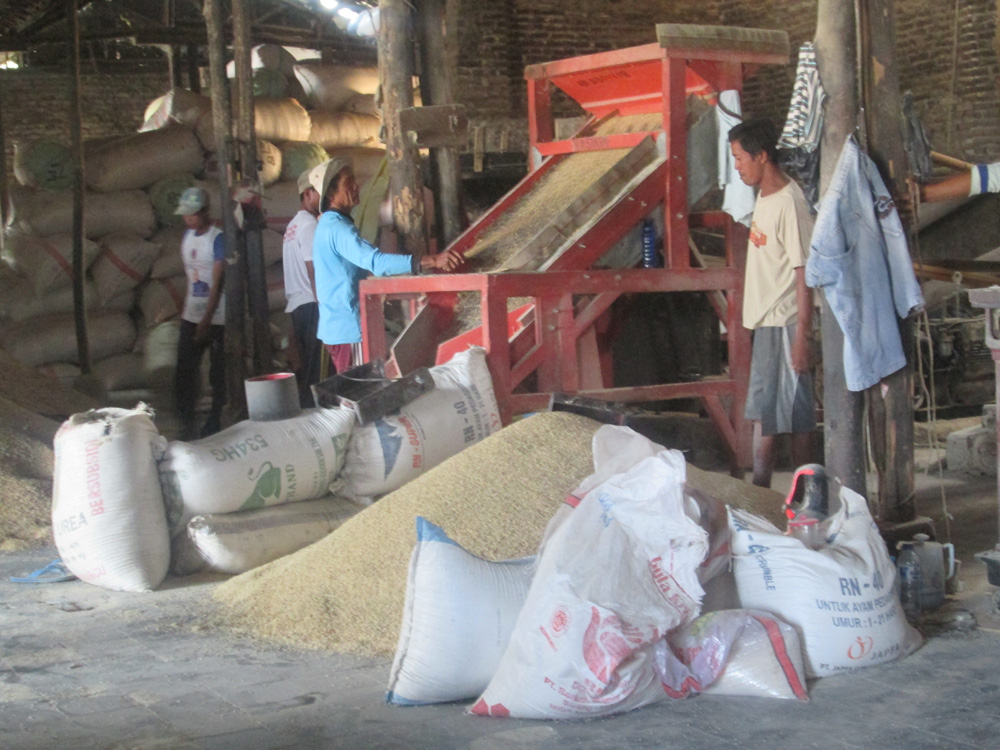 Produsen Beras Beli Gabah di Luar Cirebon