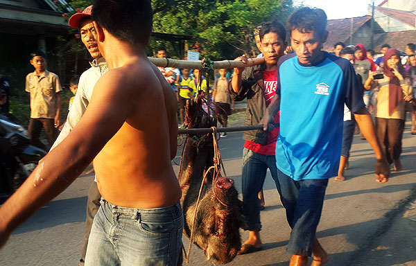 Dampak Kemarau, Babi Hutan Masuk Desa