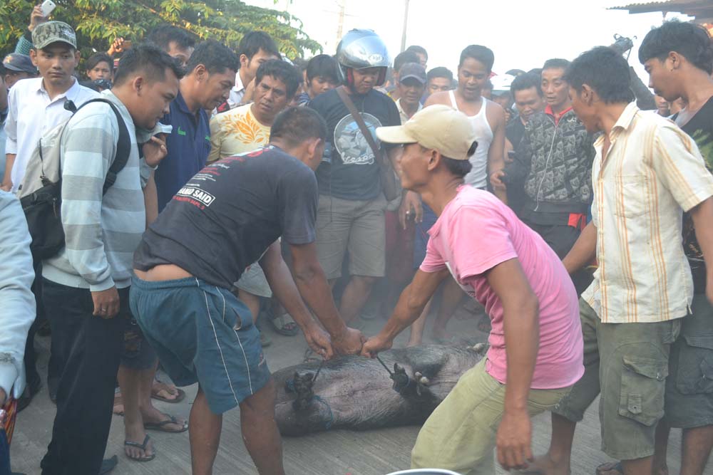 Babi Hutan Turun ke Pemukiman Warga