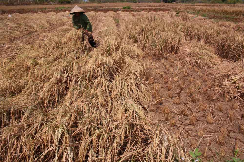 Lahan Sawah Dibiarkan Mengering