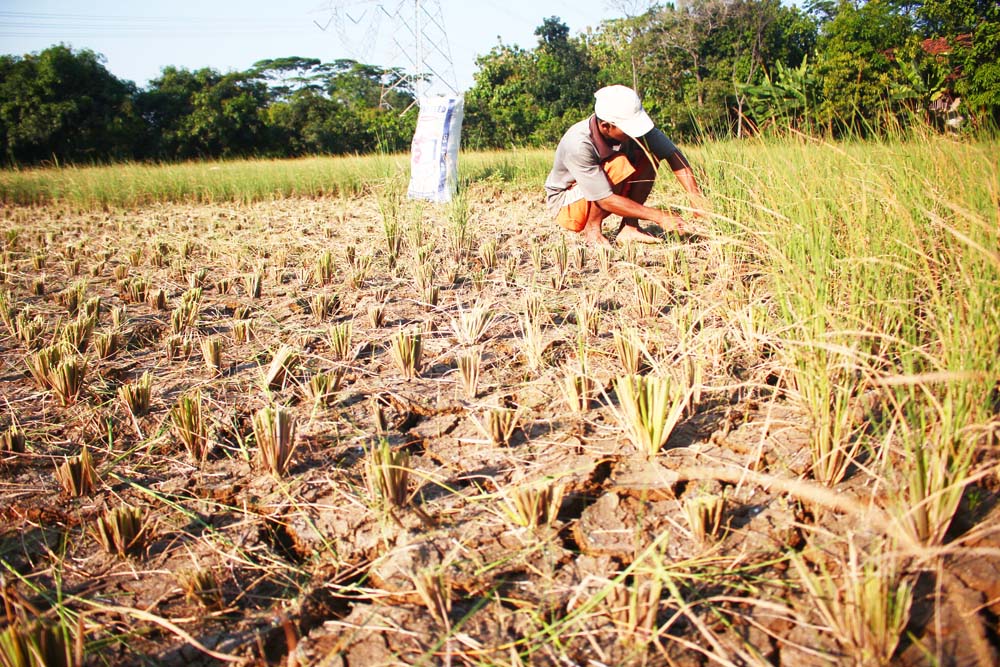 Petani Pangenan Minta Embung