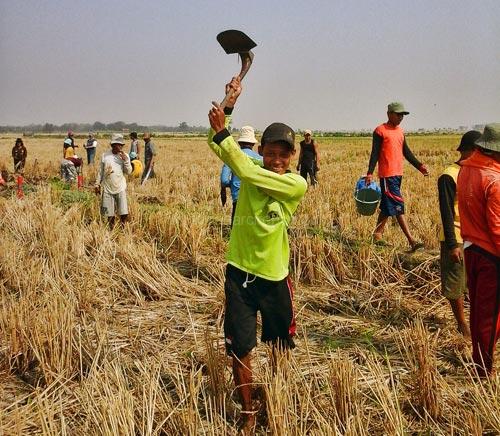 Harga Gabah Naik, Petani Nekat Tanam