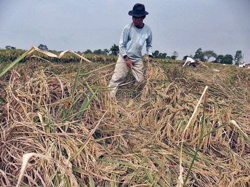 Harga Gabah Tak Pengaruhi Harga Beras