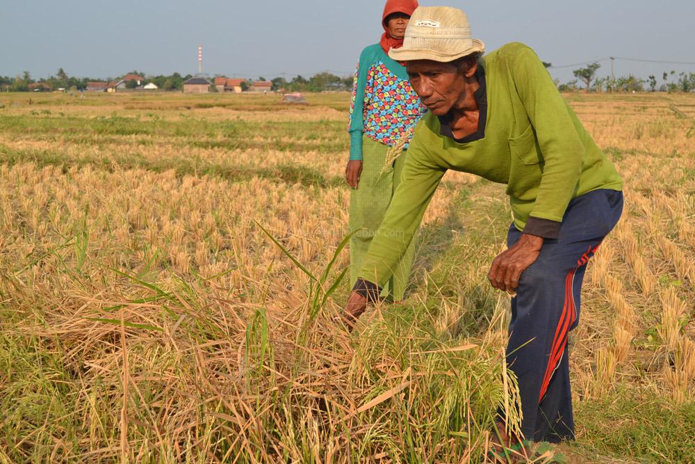 Puluhan Hektare Sawah Setupatok Puso