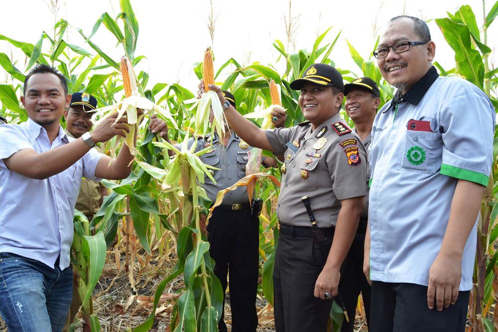 Tanam Jagung, Polres Cirebon Kota-Petani Panen Raya