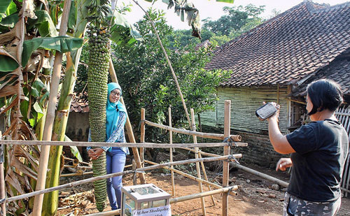 Pisang dengan Panjang Tandan Dua Meter di Desa Dukuhmaja