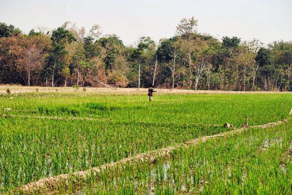 Petani Ngotot Tanam Padi