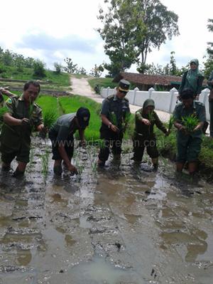 14 Kecamatan Tanam Padi Serentak