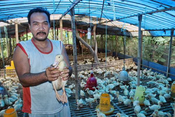 Lima Kecamatan di Indramayu Barat Demam Bebek Peking