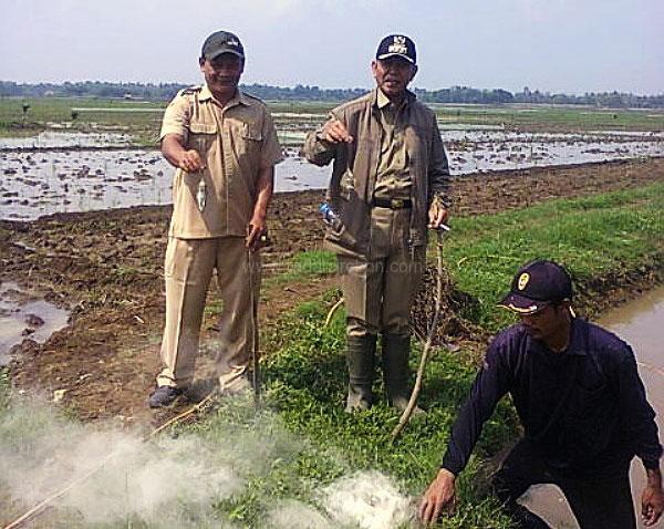 Tikus Ancam Tanaman Padi