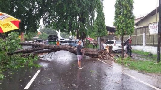 Pohon Tumbang di Penggung, Jl Cirebon-Kuningan Macet Total