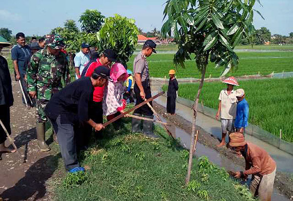 Camat, Kapolsek, Danramil dan Petani Bareng-bareng Nyari Tikus