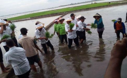 Wabup Gotas Minta Petani Tahun Ini Serempak Menanam Padi