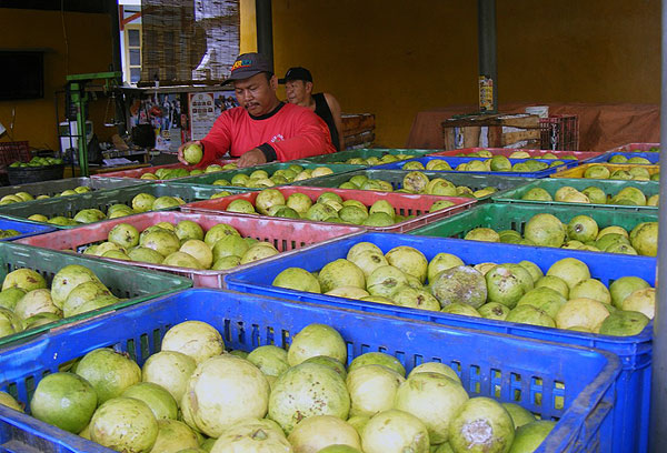 DBD Mewabah, Permintaan Jambu Merah Meningkat