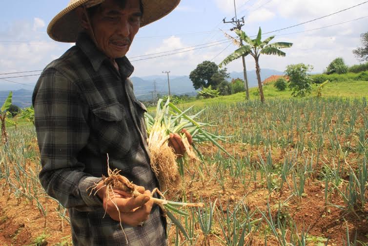 Petani Bawang Daun Cigugur Sedang Pusing Hama Lekor