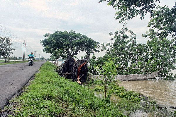 Turun Hujan, Waspada Pohon Tumbang