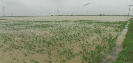 Sawah Banjir, Cobaan Berat Petani Indramayu