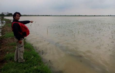 Sempat Ngeluh Kurang Air, Sawah Petani Pulaurancang Kini Malah Kebanjiran