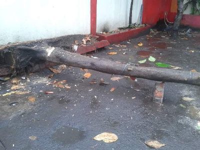 Pohon Kecil Ini Tumbang Menimpa 6 Motor di Pasar Kramat Jl Siliwangi