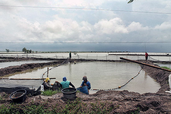 Petambak Kandanghaur Evakuasi Ikan Lele