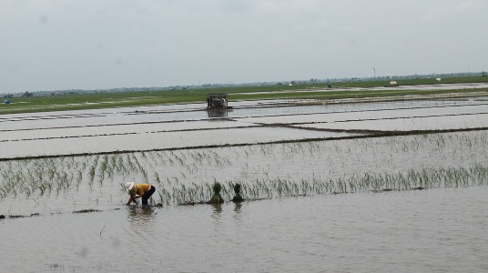 Ratusan Hektare Sawah di Kandanghaur Harus Tanam Ulang