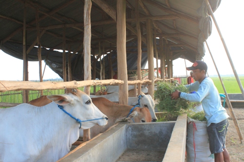 Pemkab Siapkan Cirebon Timur Untuk Ternak Sapi
