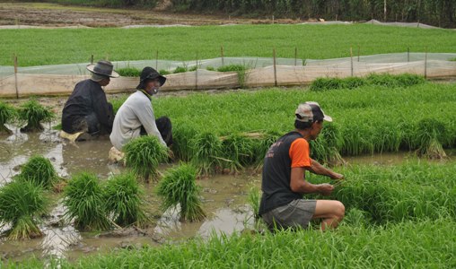 Setelah 2 Bulan Kebanjiran, Petani di Jatibarang Mulai Menanam