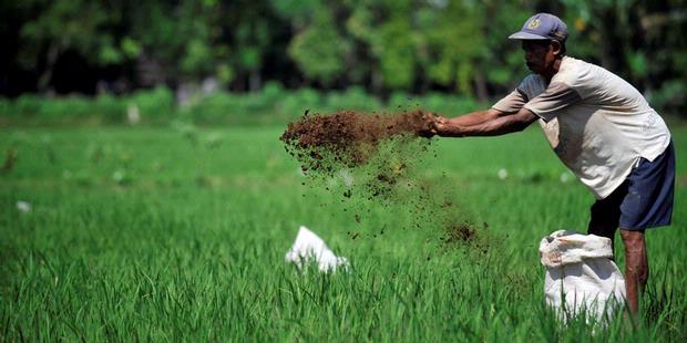 Sudah Jarang Warga Kuningan yang Mau ke Sawah