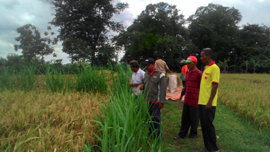 Wereng Mulai Menyerang Pemukiman di Anjatan