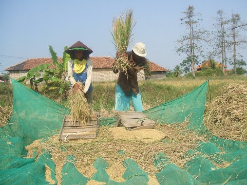 Panen Raya, Harga Gabah di Indramayu Anjlok