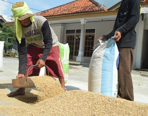 Petani di Indramayu Cuma Untung Tipis