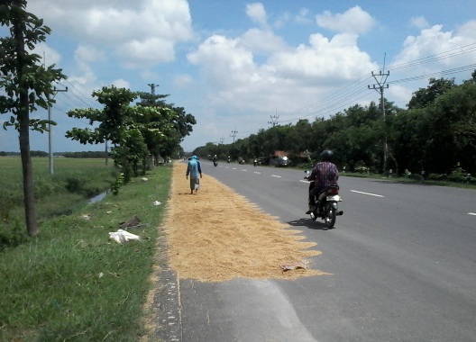 Petani Sliyeg Masih Jemur Gabah di Jalan