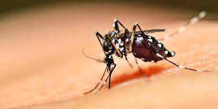 Wabah Chikungunya Serang Purwakarta