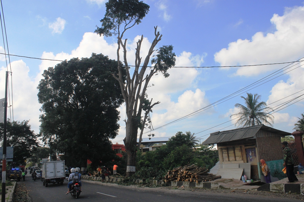 Ancam Rumah Warga, Pohon Mahoni Usia 100 Tahun Ditebang