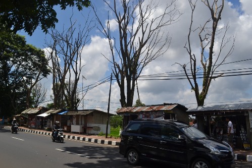 5 Pohon Tua di Jalan Raya Cigugur Rawan Tumbang
