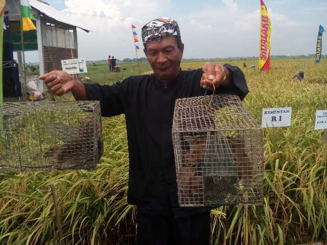 11 Ribu Ekor Tikus Ditangkap, Panen Padi di Kapetakan Melimpah