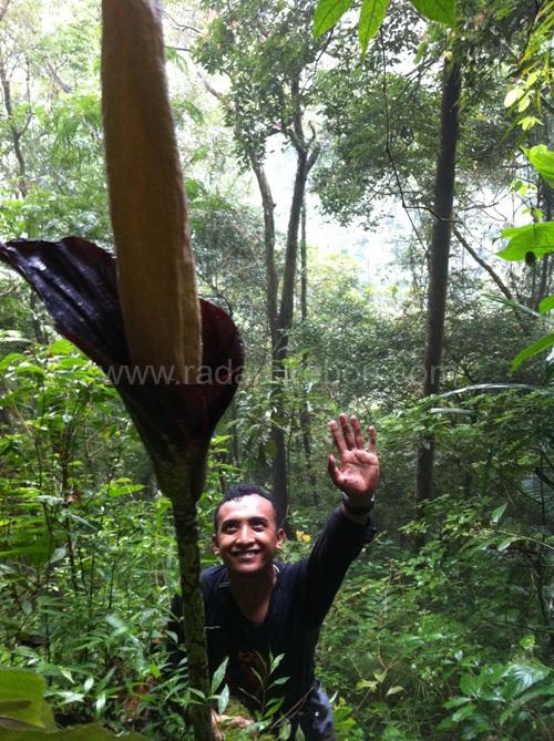 Ditemukan 4  Bunga Bangkai di Sangkanherang