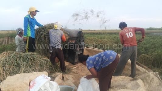 Harga Gabah Naik Sedikit, Petani Senang