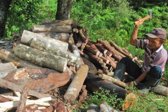 Ulah Pencuri Kayu, 400 Hektar Hutan Perhutani Rusak