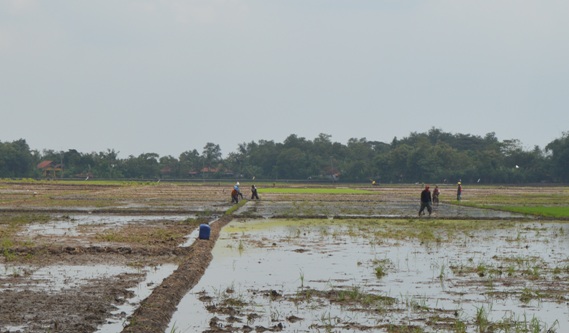 Petani Tukdana Diminta Segera Tanam Padi