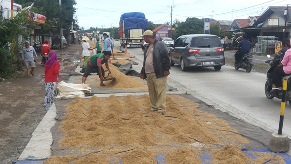 Hadeeh, Bikin Jalan Beton Dipakai untuk Jemur Gabah