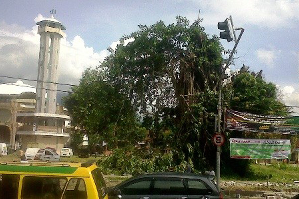 Pohon Tua Ikon Cilimus Ditebang, Warga Khawatir Malapetaka