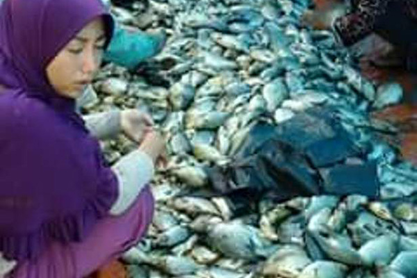 Cuaca Ekstrem, 90 Ton Ikan Waduk Darma Mati Masal
