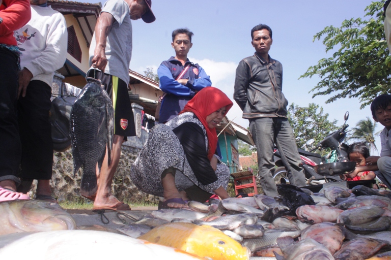 Ikan Keramba Waduk Darma Mati Lagi, Kerugian Capai Miliaran Rupiah