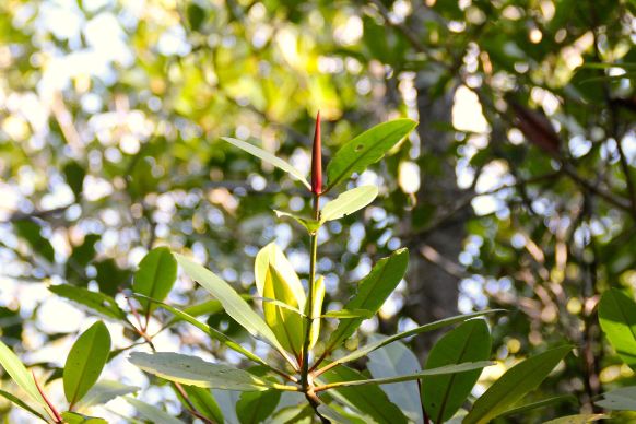 Mangrove, Sering Jadi Lalapan Orang Indramayu